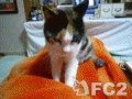 動画:ミュウふみふみ